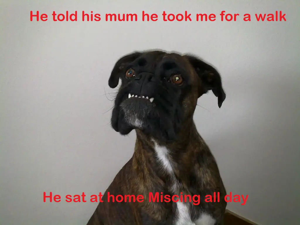 Boxer Dog looking up with its confused face photo with a text 