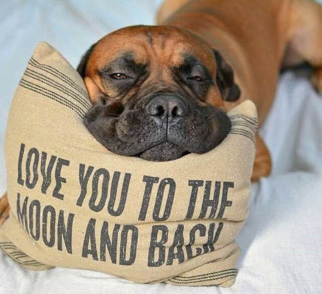 Boxer Dog lazily lying on the bed with its face on the pillow with print 