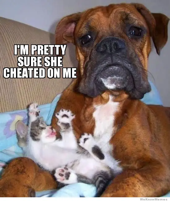Boxer Dog lying on the bed with a kitten photo with a text 