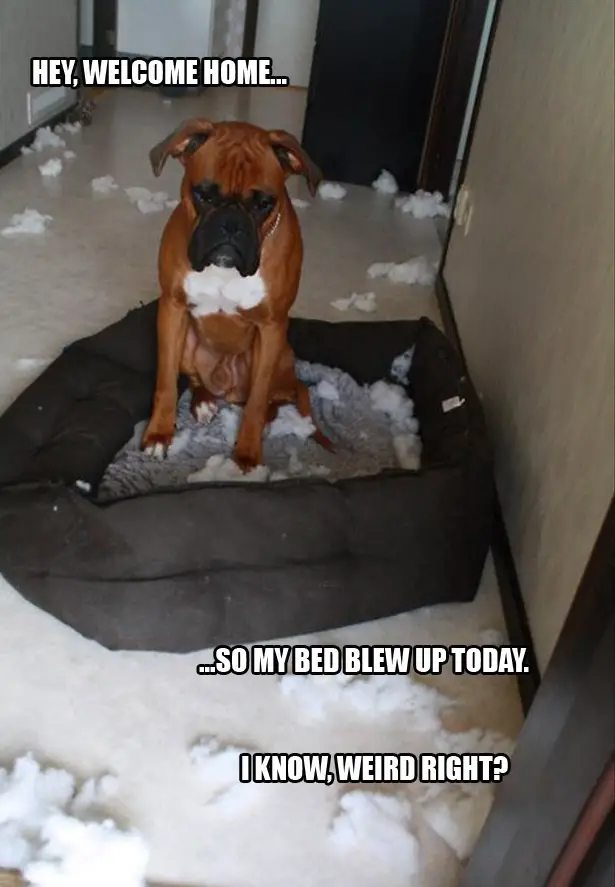 Boxer Dog sitting on its torn bed with foams fillers on the floor photo with a text 