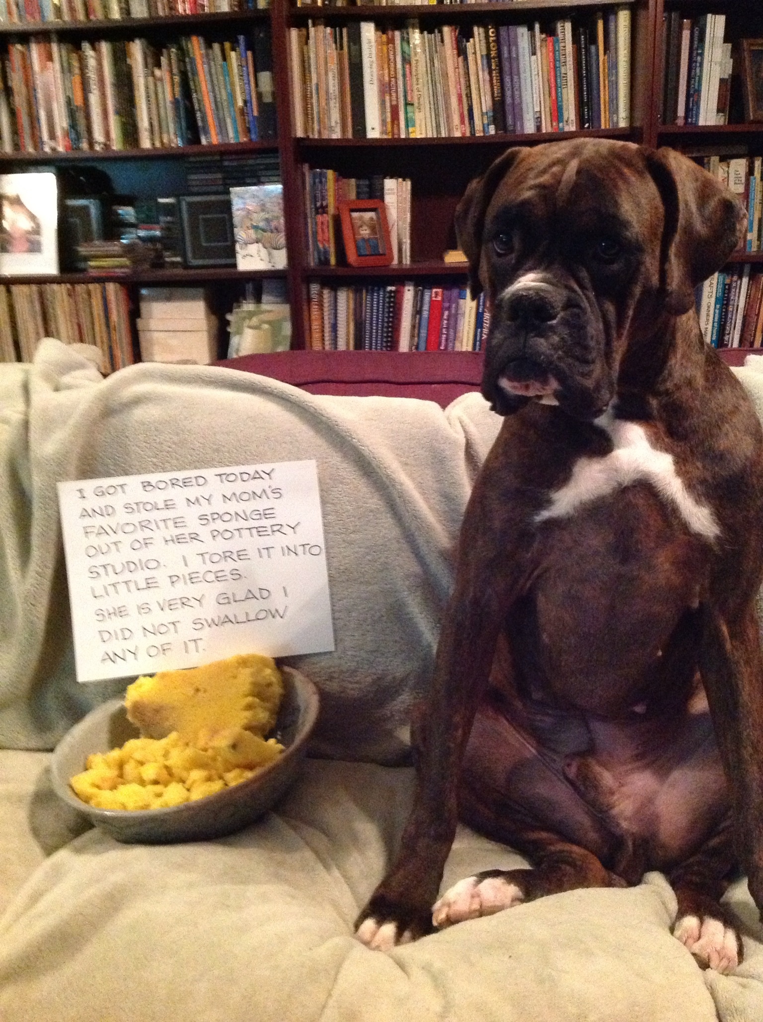 Boxer Dog sitting on the couch next to a bowl with torn sponge and a note that reads 