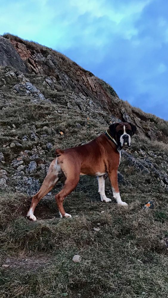 Boxer dog in the mountains