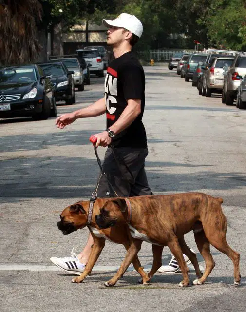 Justin Timberlake crossing the street with his two Boxer Dogs on a leash