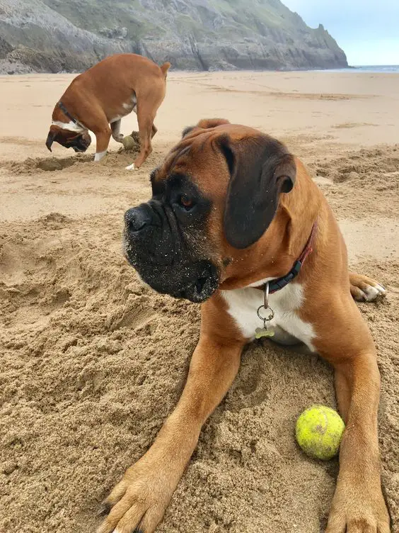 Boxer dog in the beach with their ball while the other one is digging
