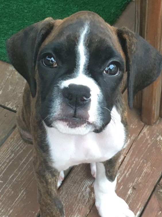 Boxer dog sitting on the wooden floor