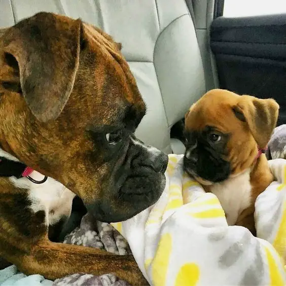 Boxer dog and puppy in the car