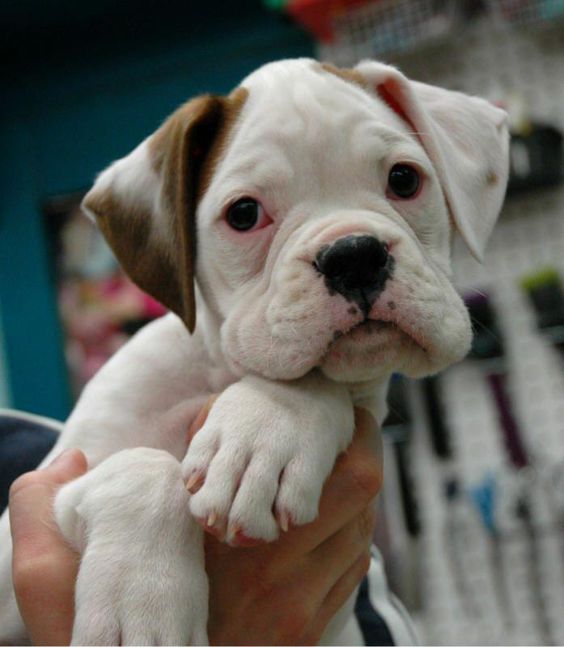 holding cute Boxer puppy