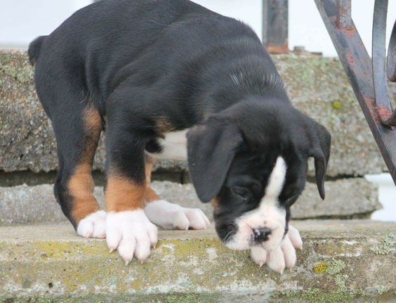 Boxer puppy trying to go down the stairs