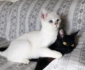 75 Brother Cat Names - The Paws
