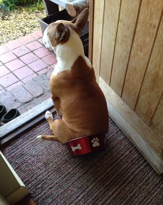 Bull Terrier puppy waiting by the door sitting with its bowl stuck on its butt