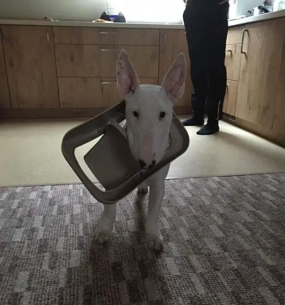 white Bull Terrier with trash can cover on its head