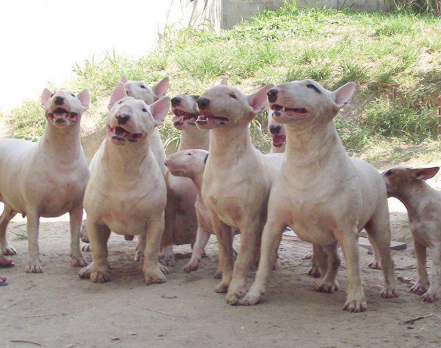 pack of white Bull Terrier