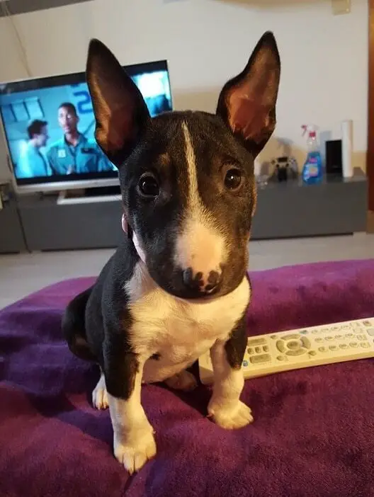 Bull Terrier puppy sitting on the couch staring