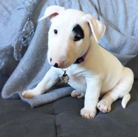 Bull Terrier puppy sitting on a couch