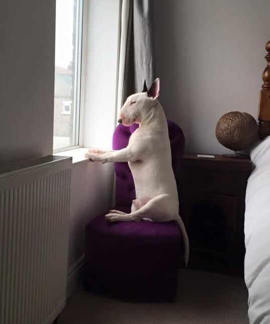 Bull Terrier dog sitting on a chair looking out the window