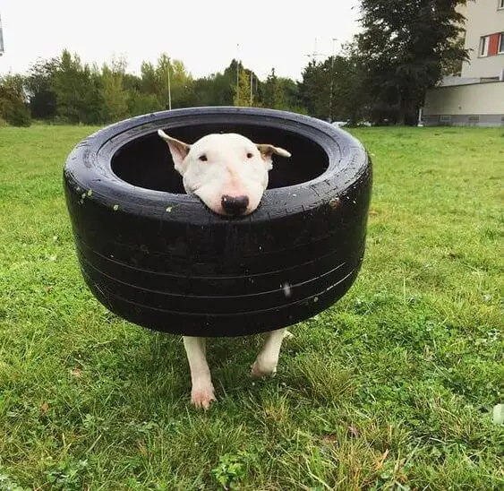 Bull Terrier dog carrying a tire with its mouth