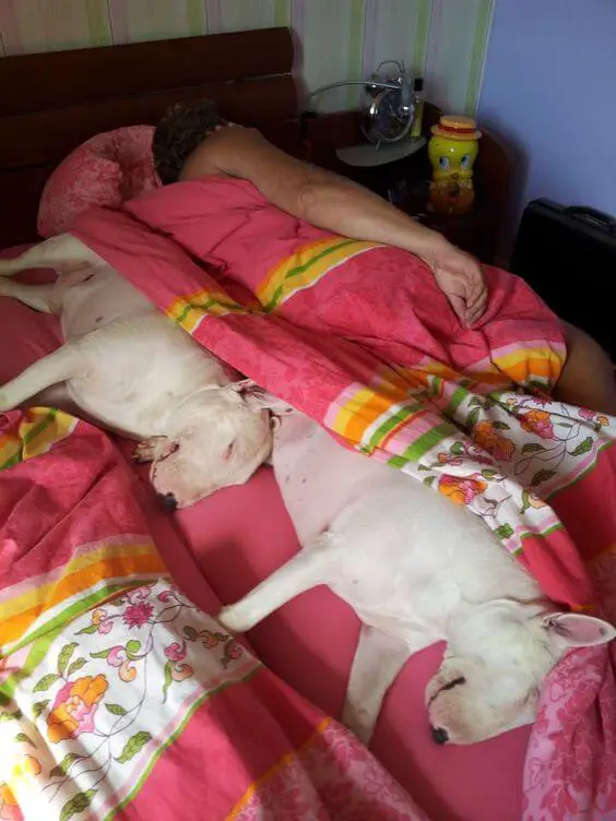 two white Bull Terriers sleeping in the bed with their owner