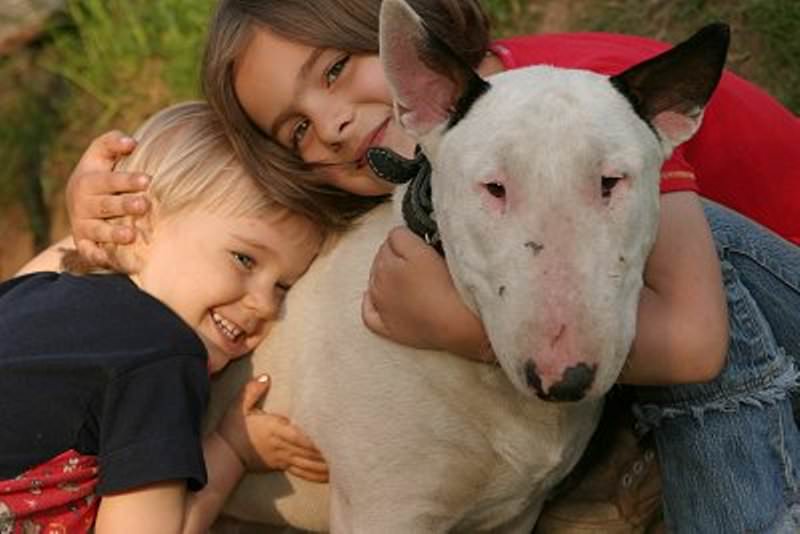 Bull Terrier dog hugged by kids