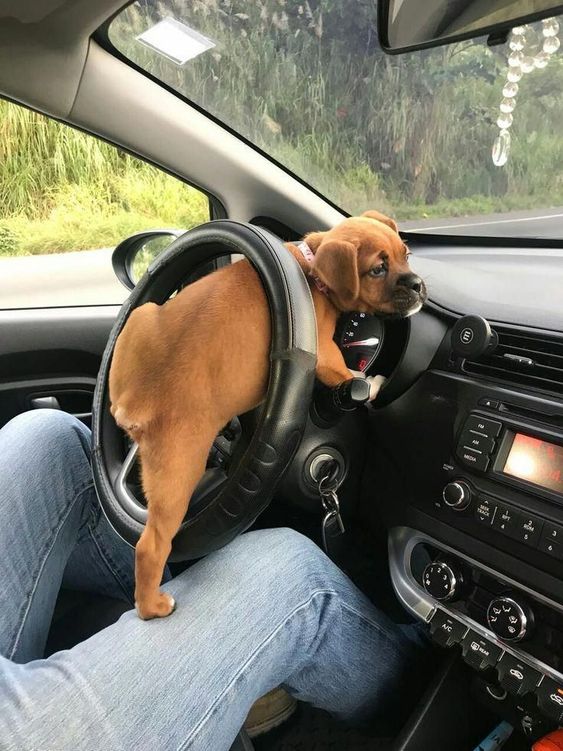 Boxer puppy on the steering wheel