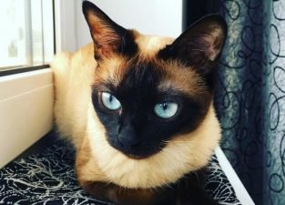 60 Coffee Names for Cats - The Paws