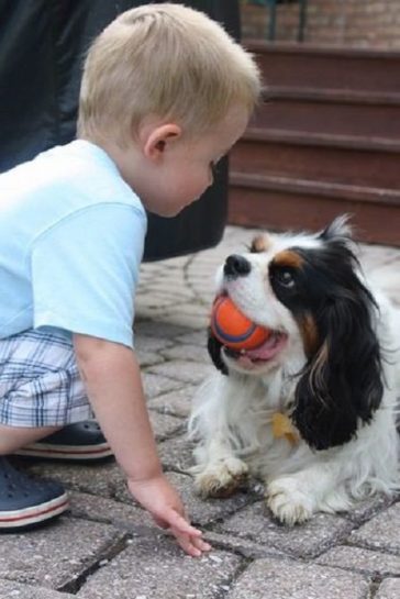 cavalier king charles spaniel holding a ball on its mouth and a child