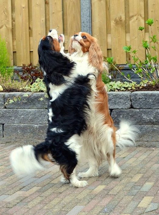 cavalier king charles spaniel dogs dancing with each other
