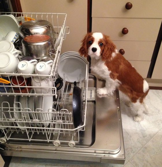cavalier king charles spaniel standing in a dishwasher