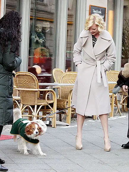 Katherine Heigl with her Cavalier King Charles Spaniels wearing sweater on the streets