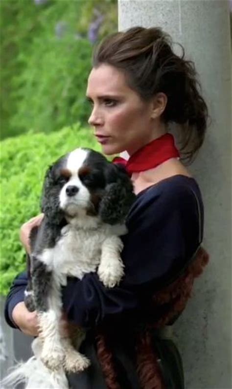 Victoria Beckham holding her Cavalier King Charles Spaniels dog