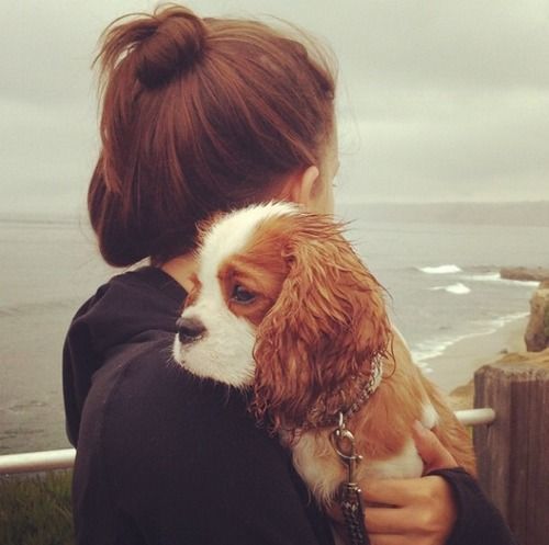 carrying cavalier king charles spaniel