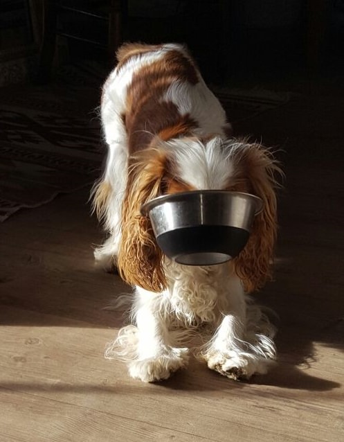 funny cavalier king charles spaniel with a bowl stock in its face