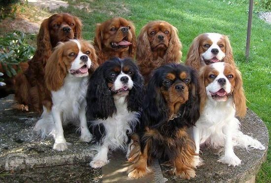 gathered cavalier king charles spaniel in the park