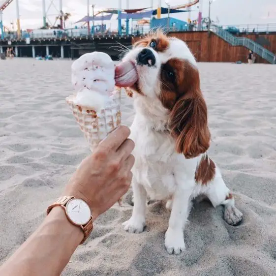 cavalier king charles spaniel eating ice cream at the beach