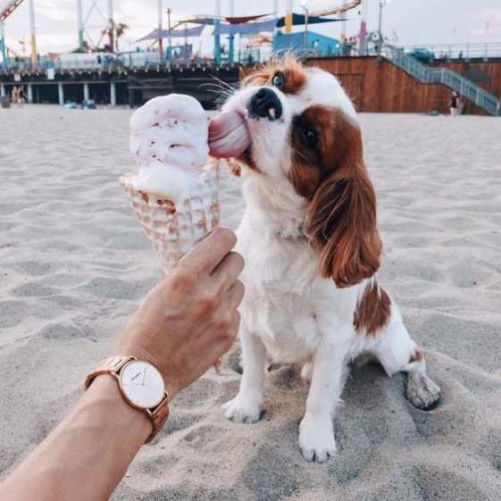 cavalier king charles spaniel eating ice cream at the beach