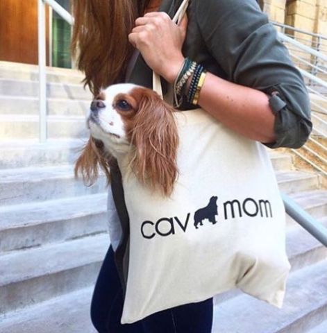 cavalier king charles spaniel in a bag