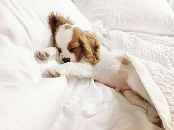 cavalier king charles spaniel in bed sleeping