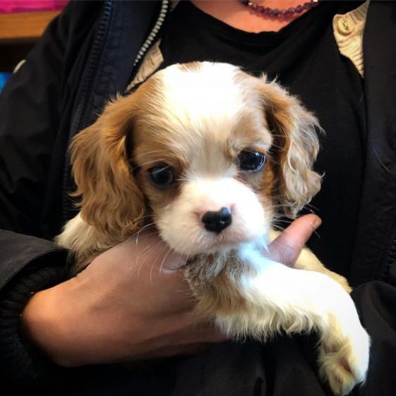 holding a cute cavalier king charles spaniel puppy