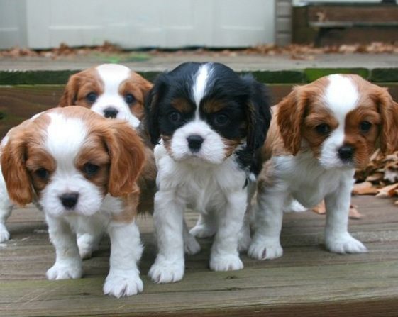 cavalier king charles spaniel puppies