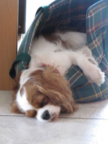funny cavalier king charles spaniel sleeping