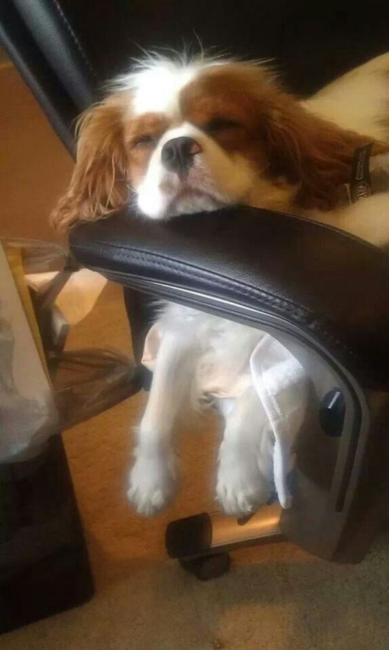 cavalier king charles spaniel sleeping in an office chair