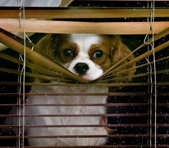 cavalier king charles spaniel with its face in the blinds