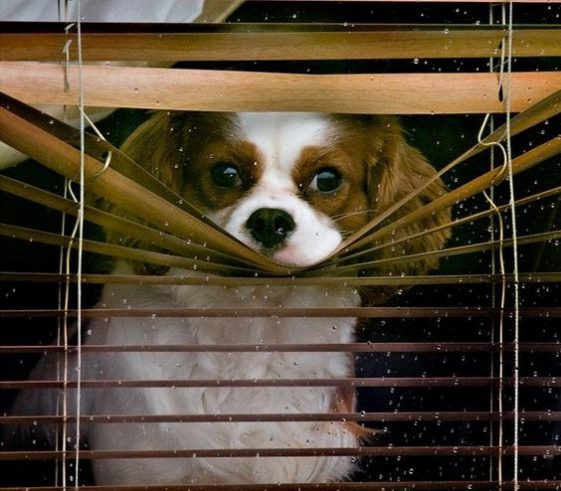 cavalier king charles spaniel with its face in the blinds