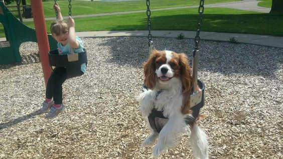 cavalier king charles spaniel in a swing with a kid at the playground