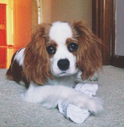 cavalier king charles spaniel holding a pair of socks