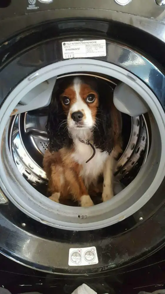 cavalier king charles spaniel in a washer