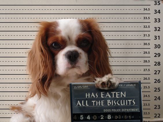 a funny mug shot of a cavalier king charles spaniel