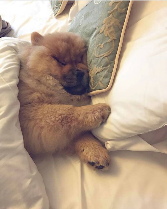 chowchow dog sleeping so soundly