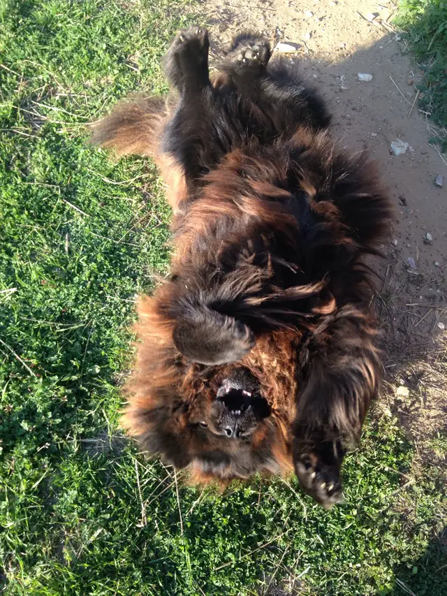 chow chow lying on the ground with its back