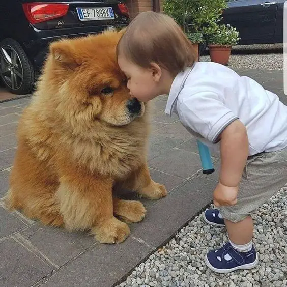 a kid kissing a chowchow on its nose