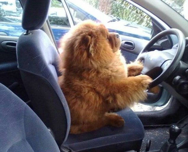 chowchow with its paws on a steering wheel in a car